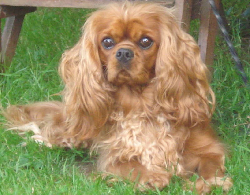 Early queen des cavaliers d'Ascott