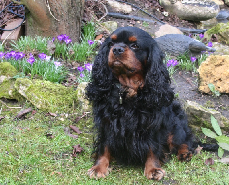 Djengo de la Forêt de Ker Châlon