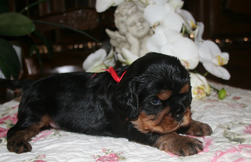les bébés de Darjeeling of Woodville et Dior de la Géode.