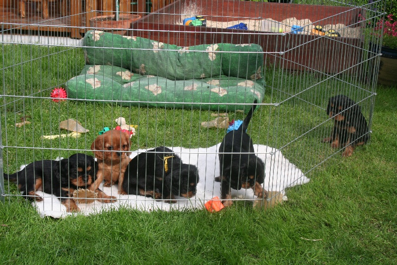 Les bébés de Darjeeling ont deux mois.